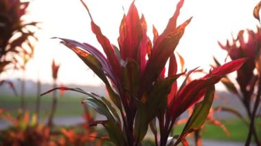 Gün batımında Cordyline terminalis pantolonunun güzel hareket videosu