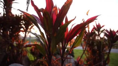 Gün batımında Cordyline terminalis pantolonunun güzel hareket videosu