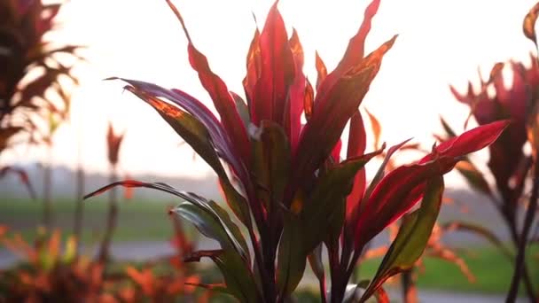 Beautiful Motion Video Cordyline Terminalis Byxa Vid Solnedgången — Stockvideo