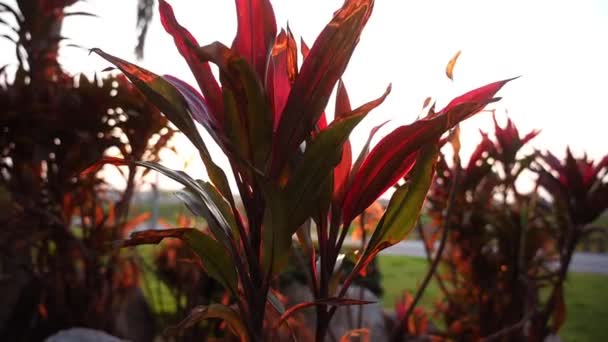 Beautiful Motion Video Cordyline Terminalis Pant Sunset — Stock Video