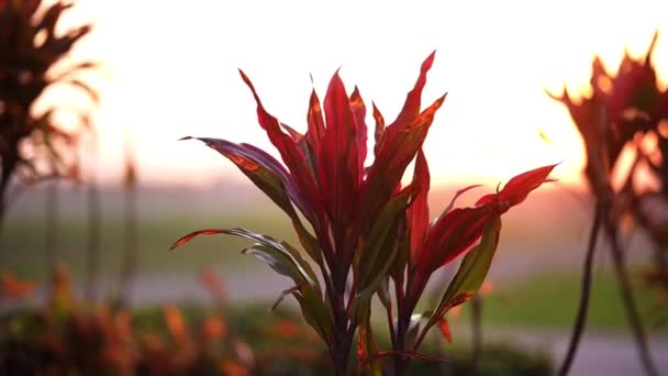 Prachtige Plant Openlucht Tuin Bij Zonsondergang — Stockvideo