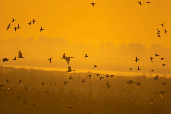 Vista Panorâmica Bando Aves Que Voam Sobre Zonas Húmidas Nascer — Fotografia de Stock