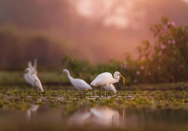 Μεγάλη Egret Αλιεία Στο Sunrise — Φωτογραφία Αρχείου