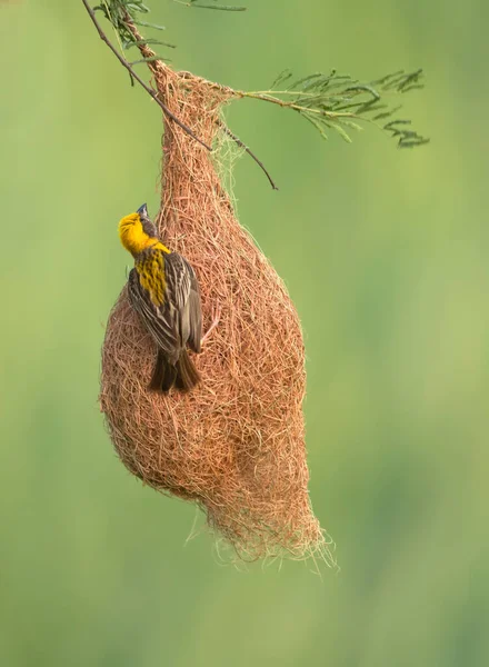 baya weaver bird with nest