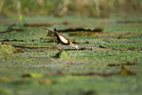 Pheasant Tailed Jacana Most Beautiful Waterbird Long Tail Lived Walk — Stock Photo, Image