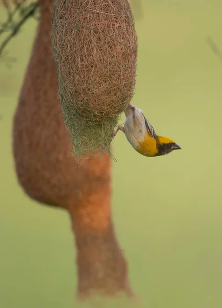Птица Ткач Байя Гнездом — стоковое фото
