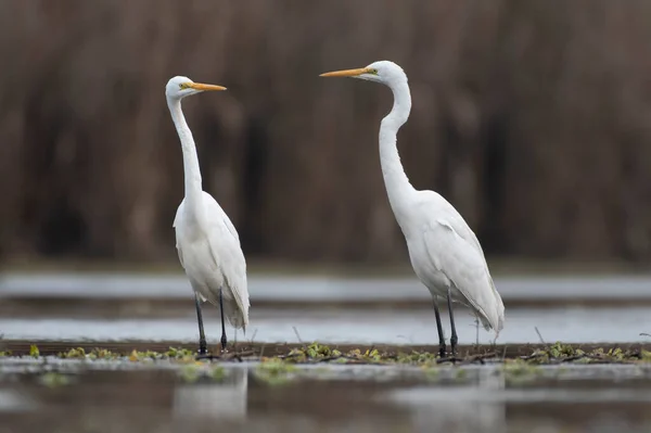 Great White  Egret fishing in wetland