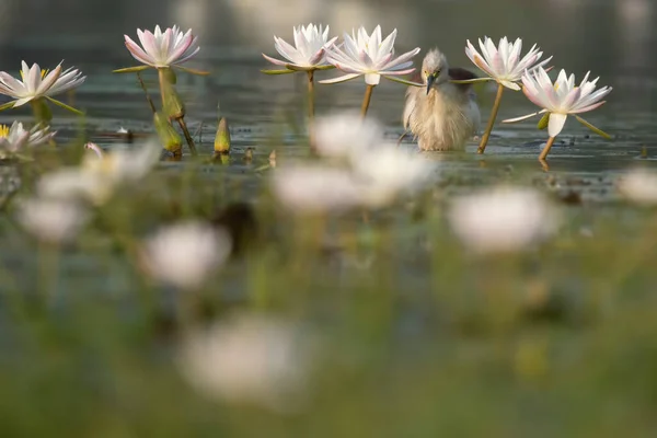 Indian Pond Heron Water Lilly Flowers — Stock Photo, Image