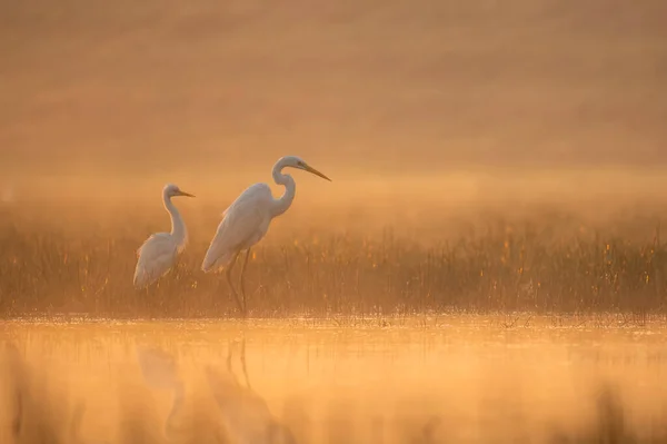 Grande Pesca Egret Nascer Sol — Fotografia de Stock