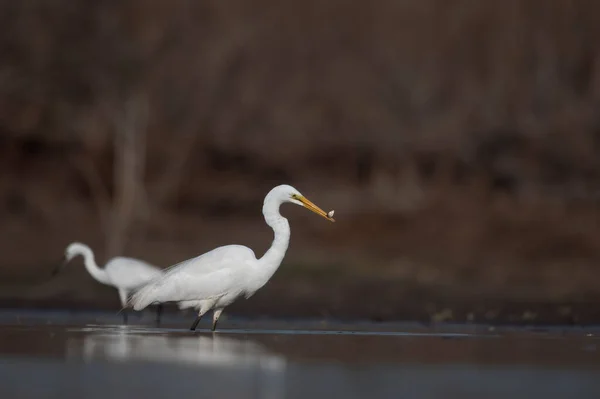 Grande Pesca White Egret Zonas Húmidas — Fotografia de Stock