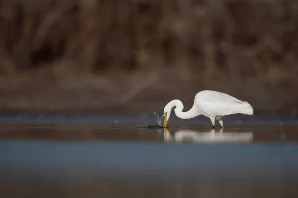 Great White Egret Fishing Wetland — Stock Photo, Image