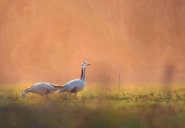 Bar kafalı kaz gün batımında otluyor. 