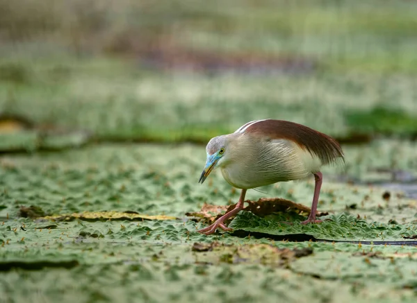 Indian Pond Heron Fishing — Stock Photo, Image