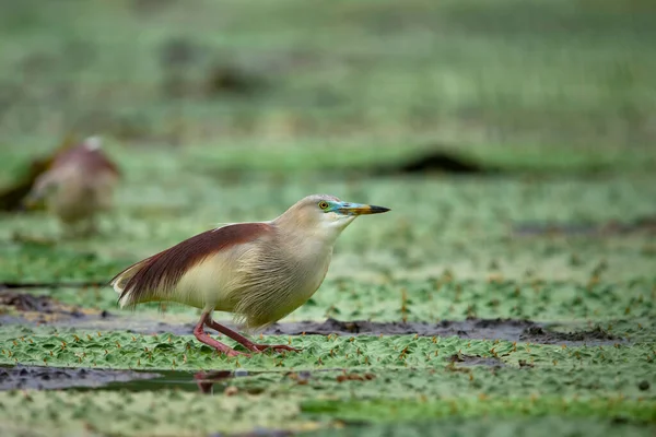 Indian Pond Heron Fishing — Stock Photo, Image