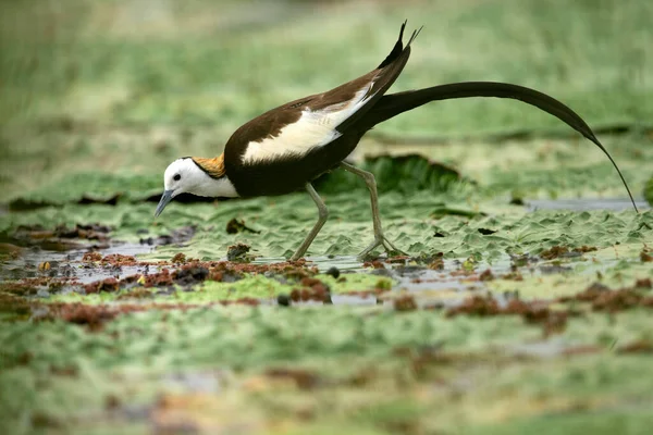 Rainha Das Zonas Húmidas Faisão Cauda Jacana — Fotografia de Stock