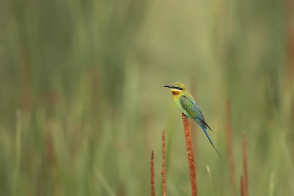 Blauwe Bijeneter Baars — Stockfoto