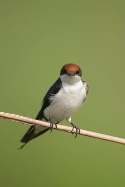 Tel kuyruklu kırlangıç tüneğinde