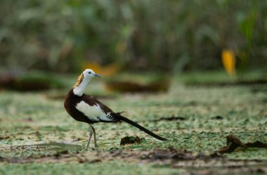 Islak kuşların kraliçesi Sülün kuyruğu Jacana 'ydı. 