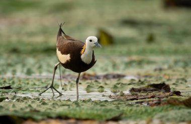 Islak kuşların kraliçesi Sülün kuyruğu Jacana 'ydı. 
