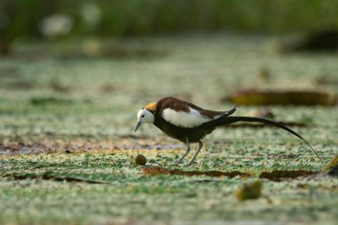 Sülün kuyruklu Jacana yüzen yapraklara yumurta bırakıyor.