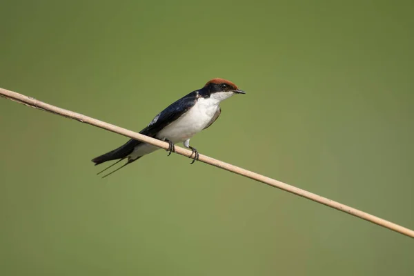 Andorinha Cauda Arame Poleiro — Fotografia de Stock