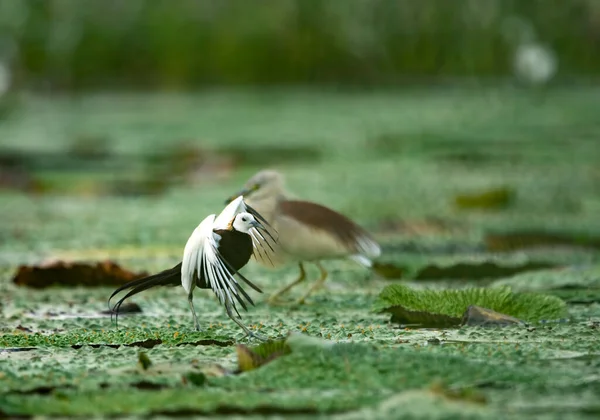 Pheasant Tailed Jacana Fighting Pond Heron Territory — Stock Photo, Image