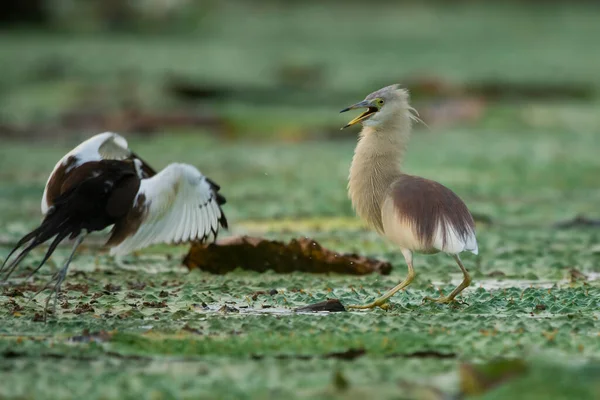 Pheasant Tailed Jacana Fighting Pond Heron Territory — Stock Photo, Image