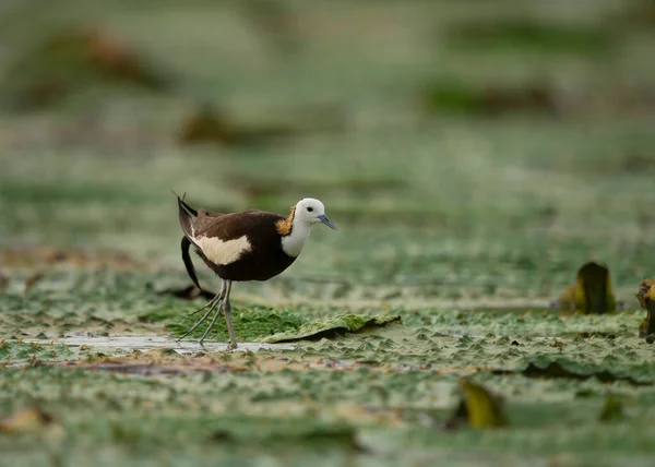 Rainha Pântano Pássaro Faisão Cauda Jacana — Fotografia de Stock