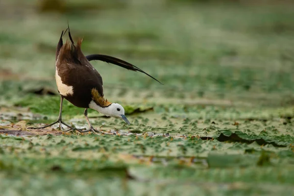 Reina Las Aves Del Humedal Faisán Cola Jacana — Foto de Stock