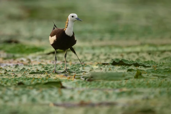 Königin Des Feuchtvogels Fasanenschwanzjacana — Stockfoto