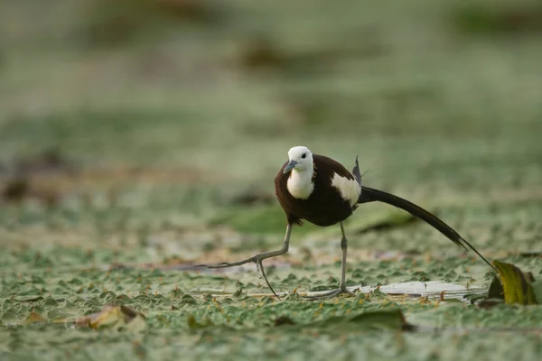 Rainha Pântano Pássaro Faisão Cauda Jacana — Fotografia de Stock