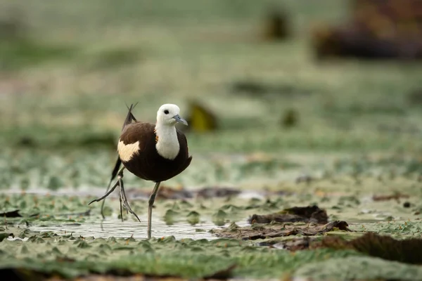 湿地鳥の女王キジの尾ジャカナ — ストック写真