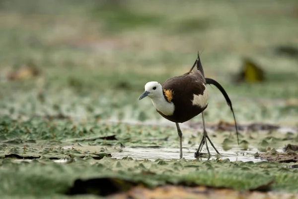 Königin Des Feuchtvogels Fasanenschwanzjacana — Stockfoto