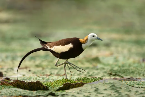 Rainha Pântano Pássaro Faisão Cauda Jacana — Fotografia de Stock