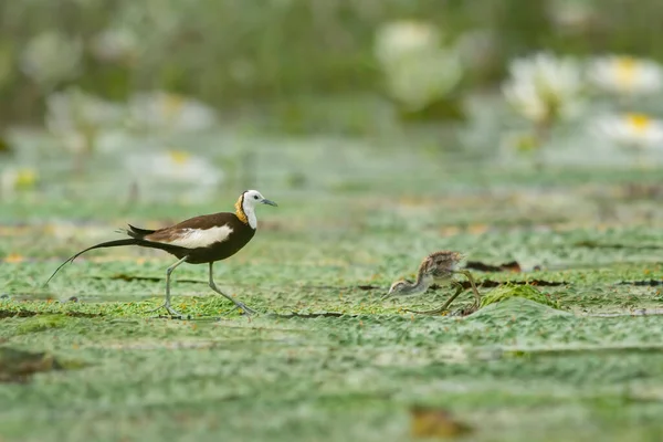 Jacana Cauda Faisão Com Aves Inhame Alimentadas Com Folhas Flutuantes — Fotografia de Stock