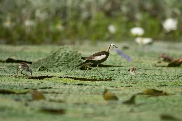 Fasan Tailed Jacana Med Yound Fåglar Som Livnär Sig Flytande — Stockfoto
