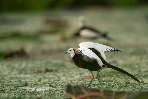 Rainha Pântano Pássaro Faisão Cauda Jacana — Fotografia de Stock