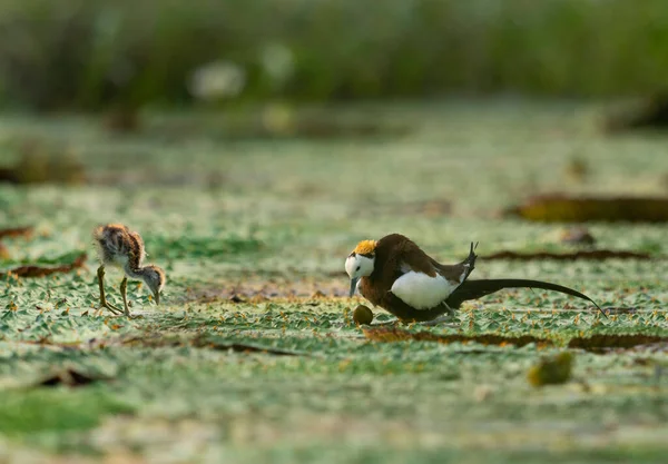 Jacana Cola Faisán Poniendo Huevos Hojas Flotantes — Foto de Stock