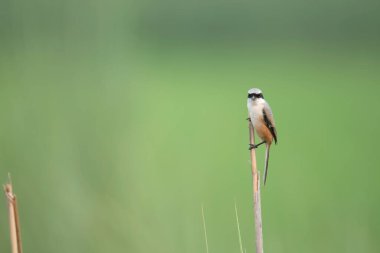Uzun kuyruklu Shrike Tünel 'de