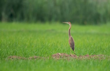 Sabah pirinç tarlasında mor balıkçıl.
