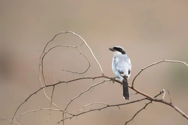 Iberian Gray Shrike Lanius Meridionalis — 스톡 사진