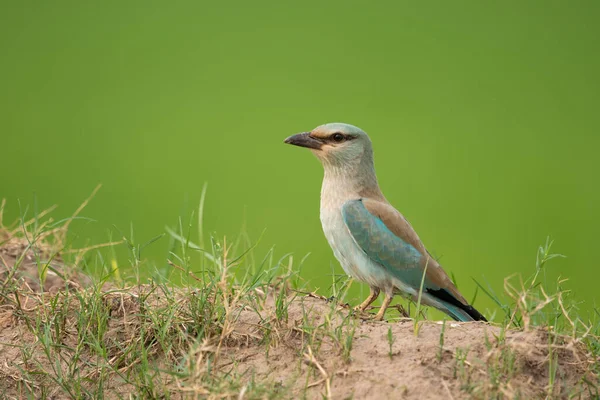 Evropský Válec Coracias Garrulus Zeleným Pozadím — Stock fotografie