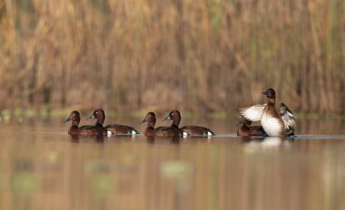 Bataklıktaki Ferruginous ördek sürüsü 