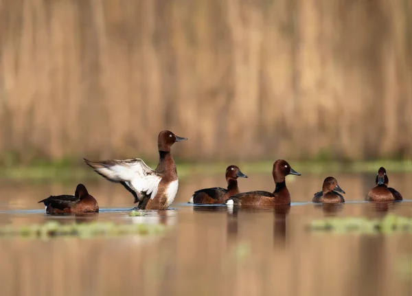 Troupeau Canards Roux — Photo