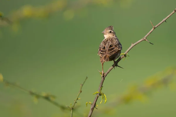 Bengálský Keř Skřivánek Bidýlku Zeleným Pozadím — Stock fotografie