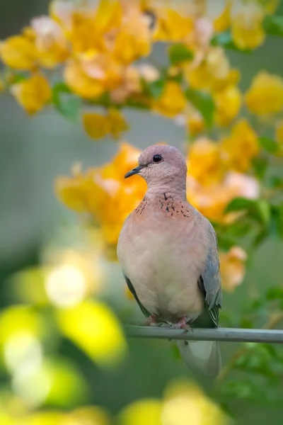 Laughing Dove Garden — Stock Photo, Image