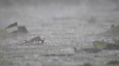 Sülün kuyruklu Jacana, şiddetli yağmurda yumurtaların üzerinde oturuyordu. 