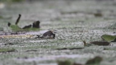 Sülün kuyruklu Jacana, şiddetli yağmurda yumurtaların üzerinde oturuyordu. 