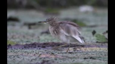 Jacana yumurtaları korumak için balıkçıl ile dövüşüyor. 