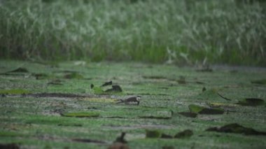 Sülün kuyruklu Jacana, şiddetli yağmurda yumurtaların üzerinde oturuyordu. 
